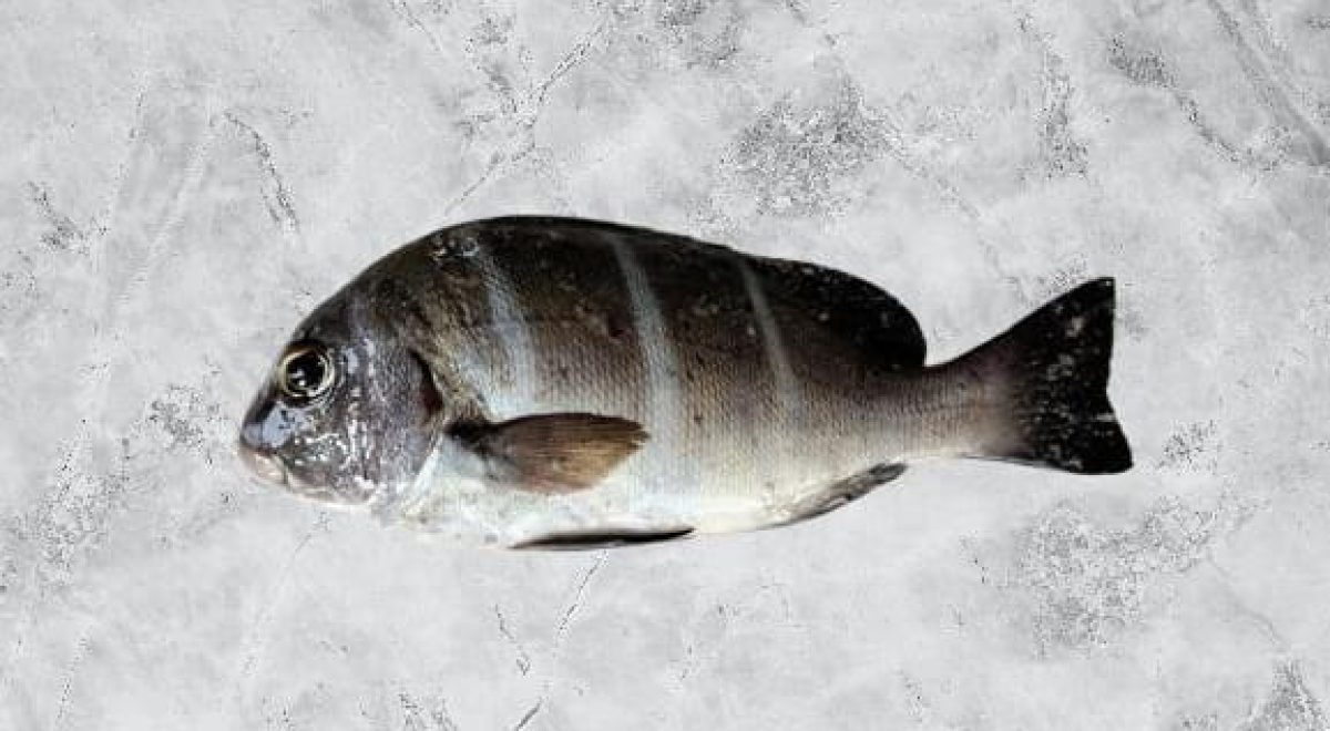 Galjoen (Dichistius capensis) — South Africa’s National Fish