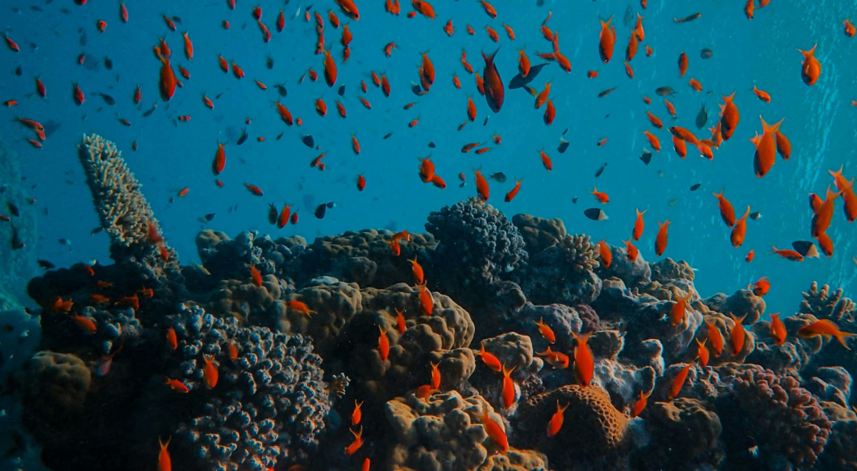 coral reef