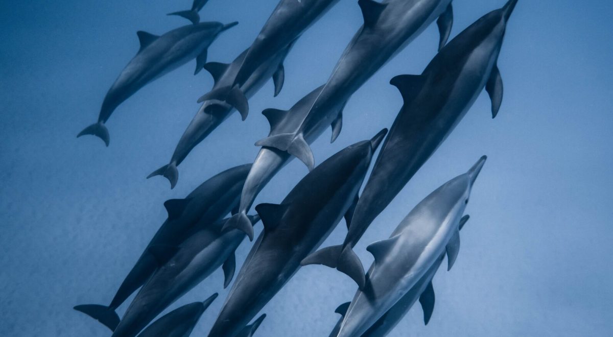 dolphins of Som