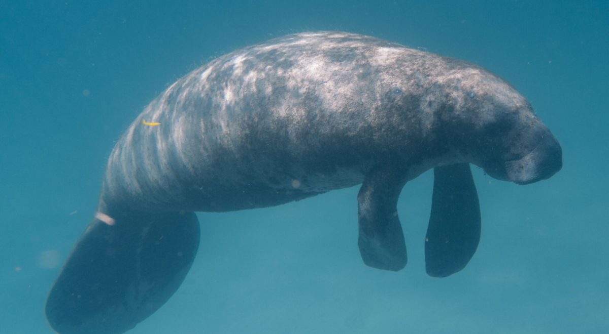 dugongs 1