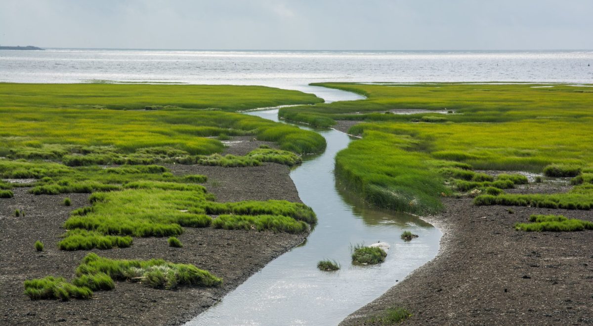 estuaries nursuries of ocean