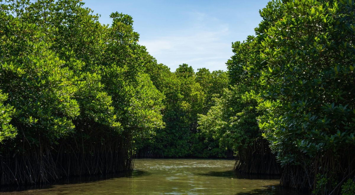 mangroves