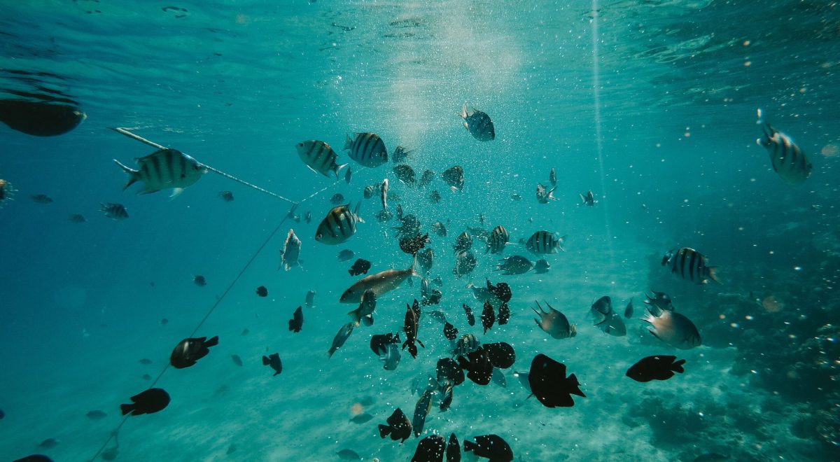 marine food web
