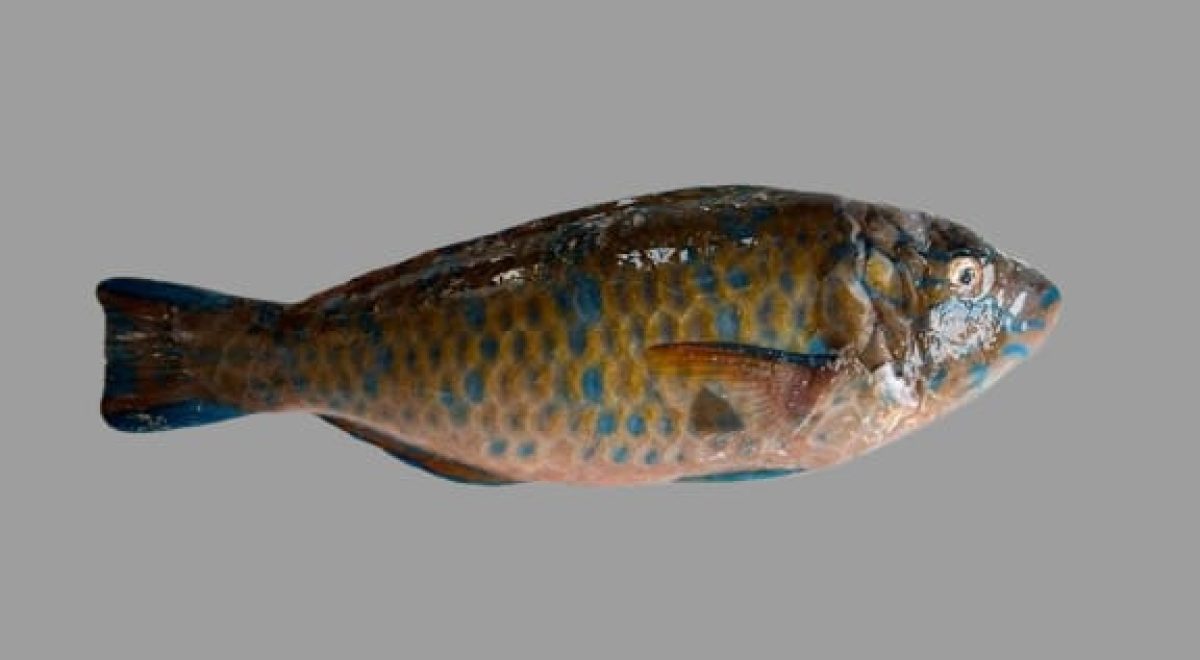 parrot fish (2)