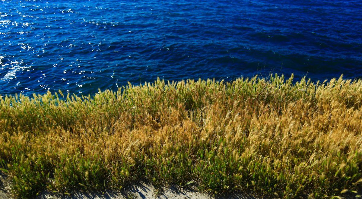 seagrass
