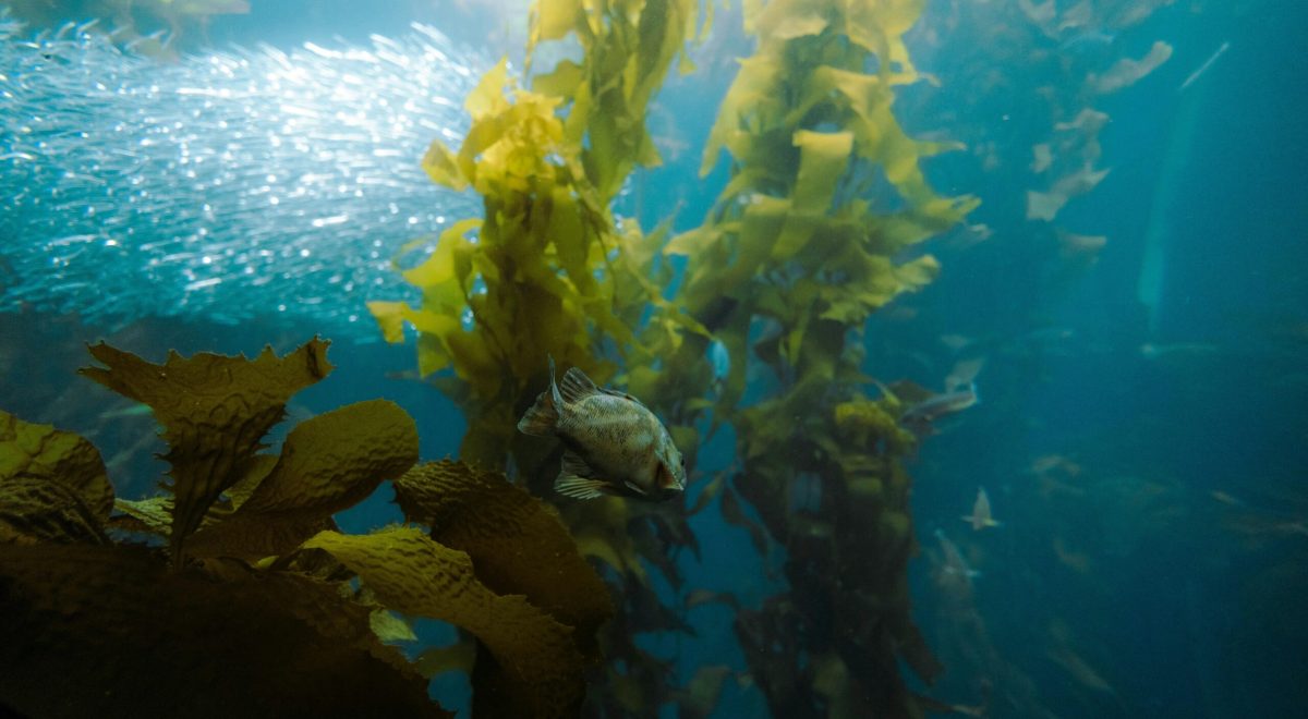 seaweeds