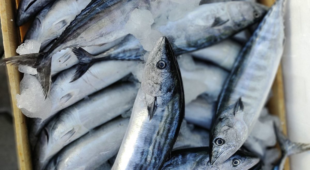 skipjack