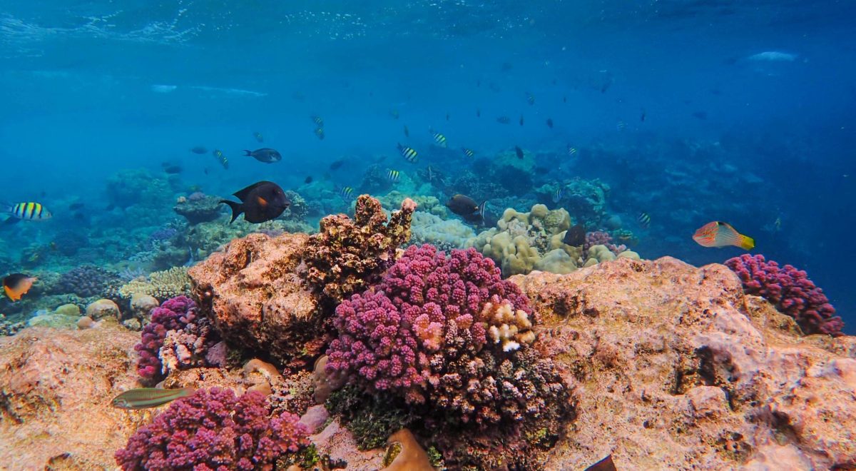 somali coral reefs