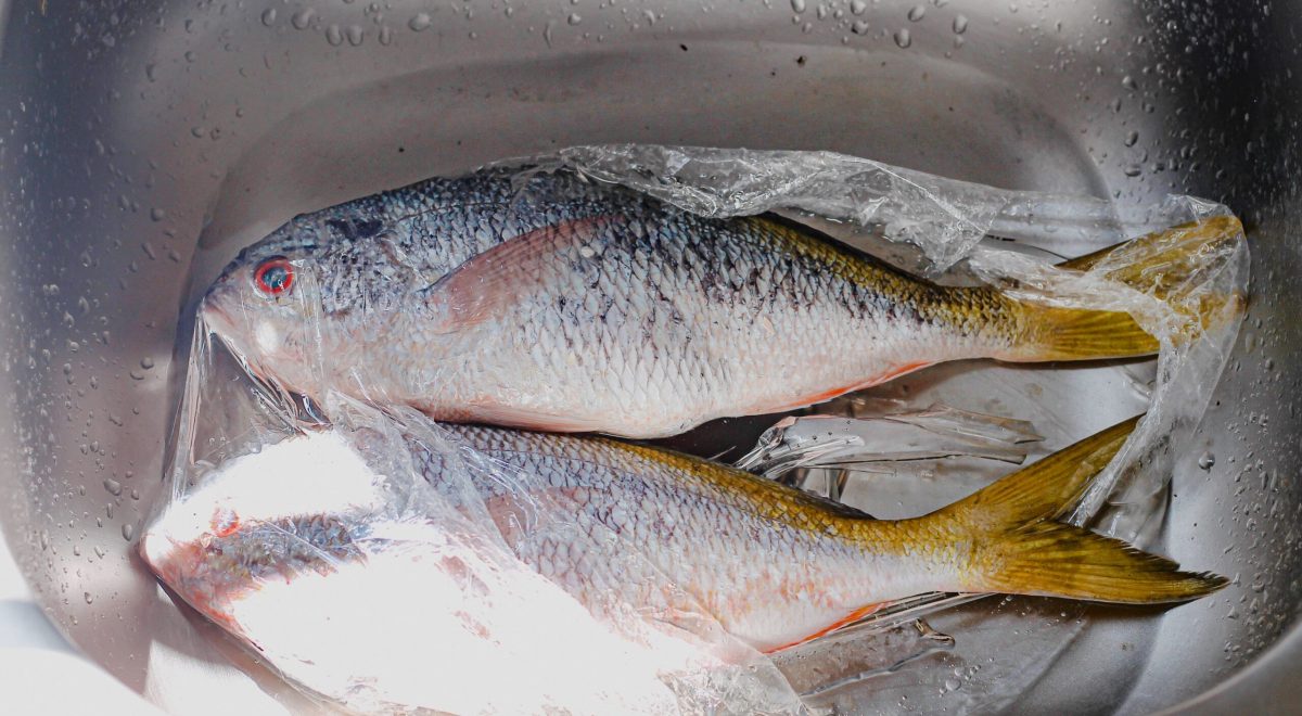 speckled snapper2