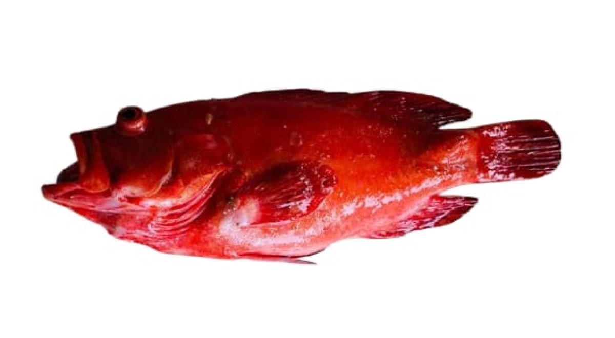 tomato grouper