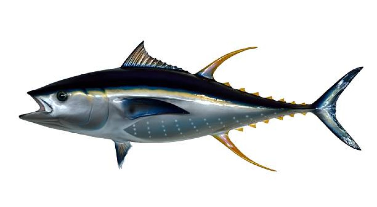 Mounted Yellowfin Tuna with isolated white background